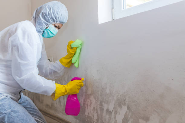 Trusted Sonterra, TX Mold Inspection Experts