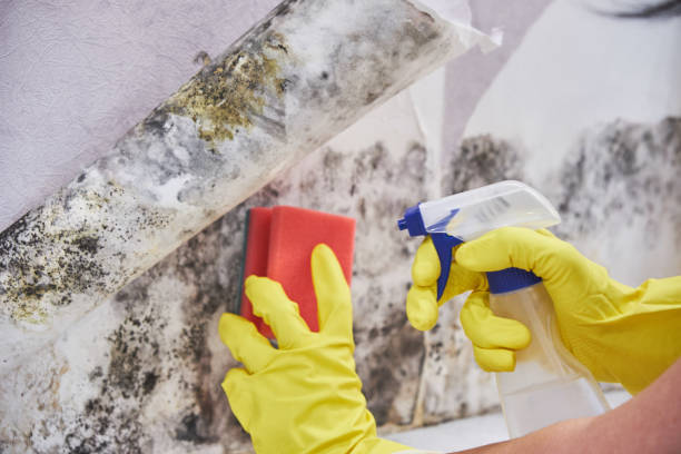  Sonterra, TX Mold Inspection Pros